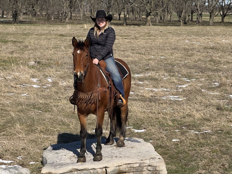 caballo de tiro Mestizo Caballo castrado 9 años 157 cm Castaño rojizo in Madill, OK