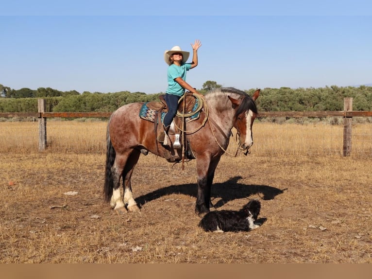caballo de tiro Mestizo Caballo castrado 9 años 157 cm Castaño-ruano in Congress, AZ