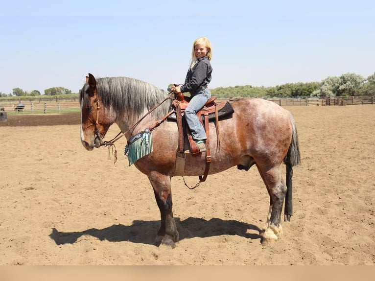 caballo de tiro Mestizo Caballo castrado 9 años 157 cm Castaño-ruano in Congress, AZ