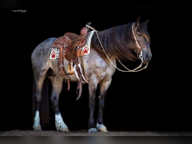 caballo de tiro Mestizo Caballo castrado 9 años 157 cm Ruano azulado in Purdy, MO