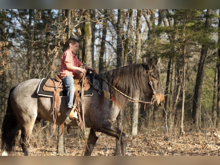caballo de tiro Mestizo Caballo castrado 9 años 157 cm Ruano azulado in Purdy, MO
