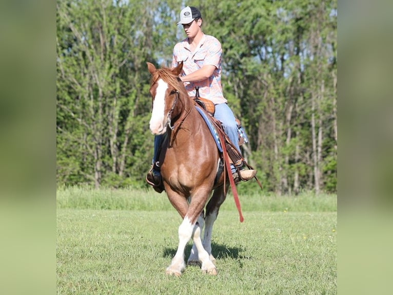 caballo de tiro Caballo castrado 9 años 160 cm Alazán rojizo in Somerset Ky