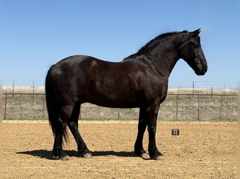 caballo de tiro Caballo castrado 9 años 160 cm Negro in Weatherford