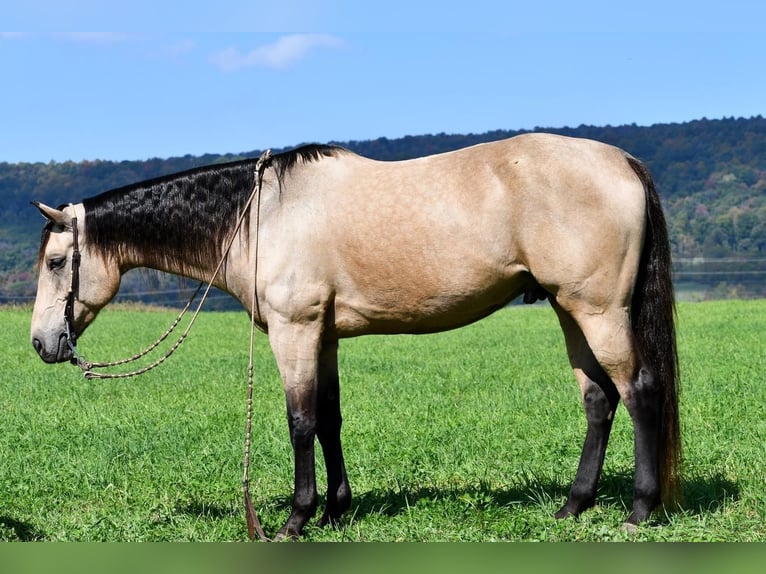 caballo de tiro Mestizo Caballo castrado 9 años 163 cm Buckskin/Bayo in Rebersburg
