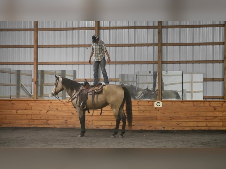 caballo de tiro Mestizo Caballo castrado 9 años 163 cm Buckskin/Bayo in Rebersburg