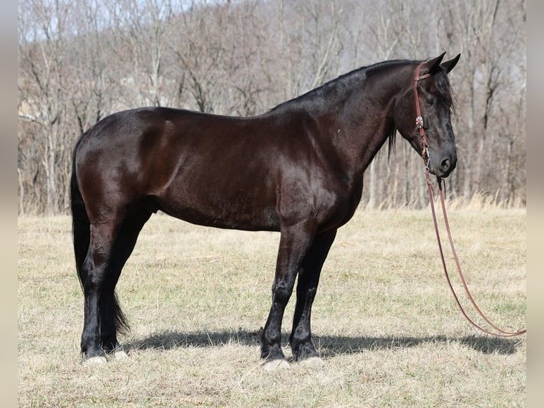 caballo de tiro Caballo castrado 9 años 163 cm Negro in Whitley City Ky