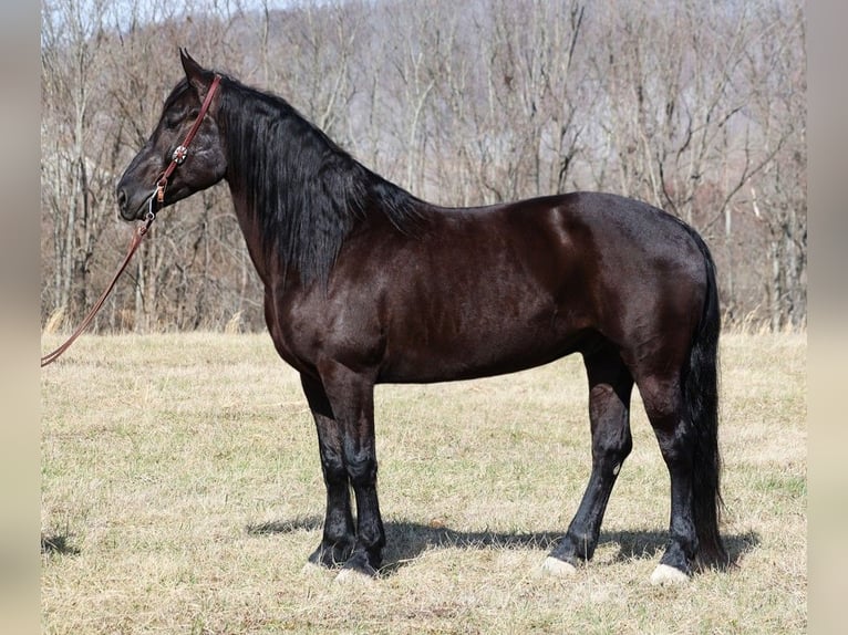 caballo de tiro Caballo castrado 9 años 163 cm Negro in Whitley City Ky