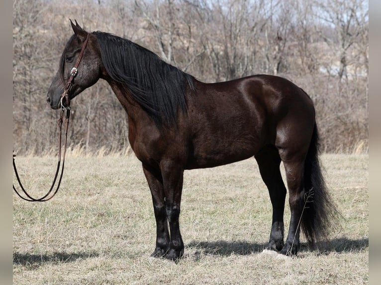 caballo de tiro Caballo castrado 9 años 163 cm Negro in Whitley City KY
