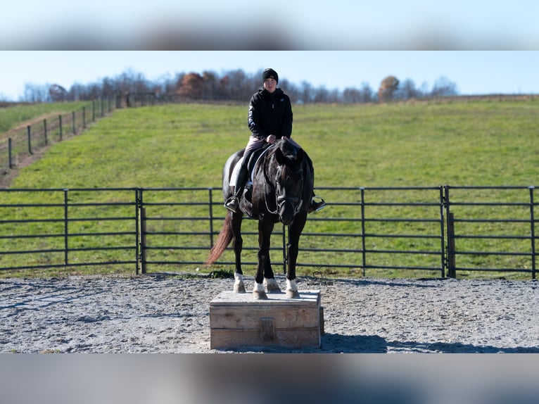 caballo de tiro Mestizo Caballo castrado 9 años 163 cm Negro in Fredericksburg