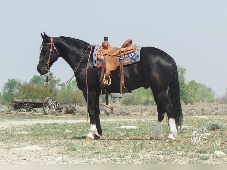 caballo de tiro Mestizo Caballo castrado 9 años 163 cm Negro in Cody, WY