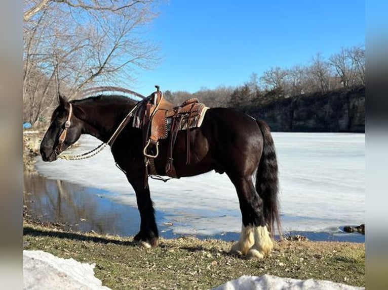 caballo de tiro Caballo castrado 9 años 163 cm Negro in Zearing, IA