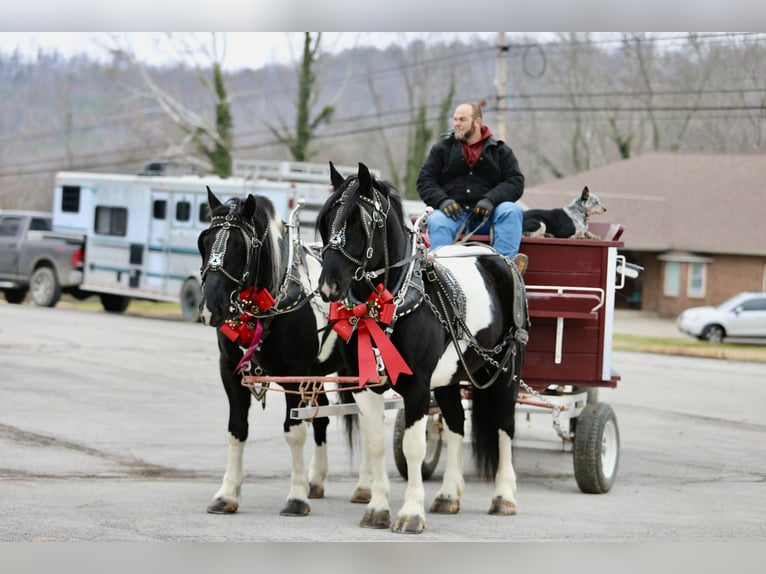caballo de tiro Mestizo Caballo castrado 9 años 163 cm Pío in Crab Orchard