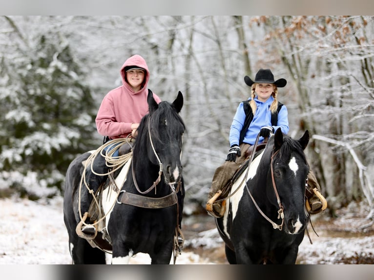 caballo de tiro Mestizo Caballo castrado 9 años 163 cm Pío in Crab Orchard