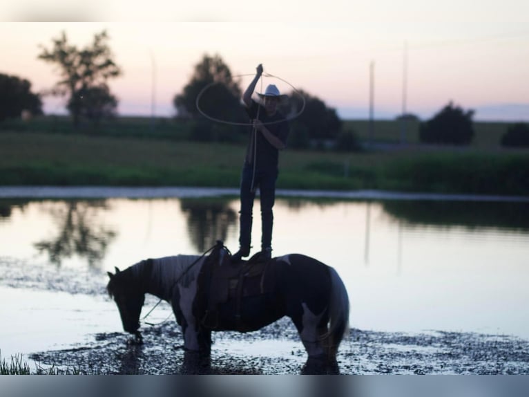 caballo de tiro Mestizo Caballo castrado 9 años 163 cm in Sallisaw, OK