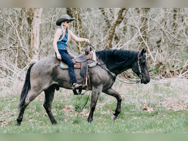 caballo de tiro Caballo castrado 9 años 163 cm Ruano azulado in Tilton, KY