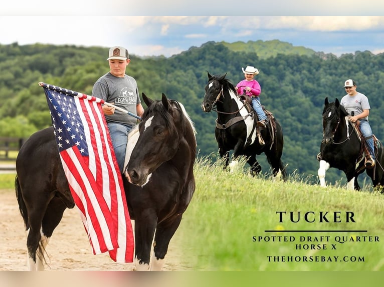 caballo de tiro Mestizo Caballo castrado 9 años 163 cm Tobiano-todas las-capas in Crab Orchard, KY