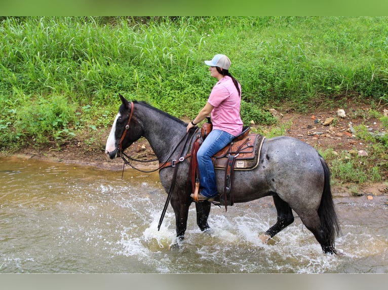 caballo de tiro Caballo castrado 9 años 165 cm Ruano azulado in Rusk TX