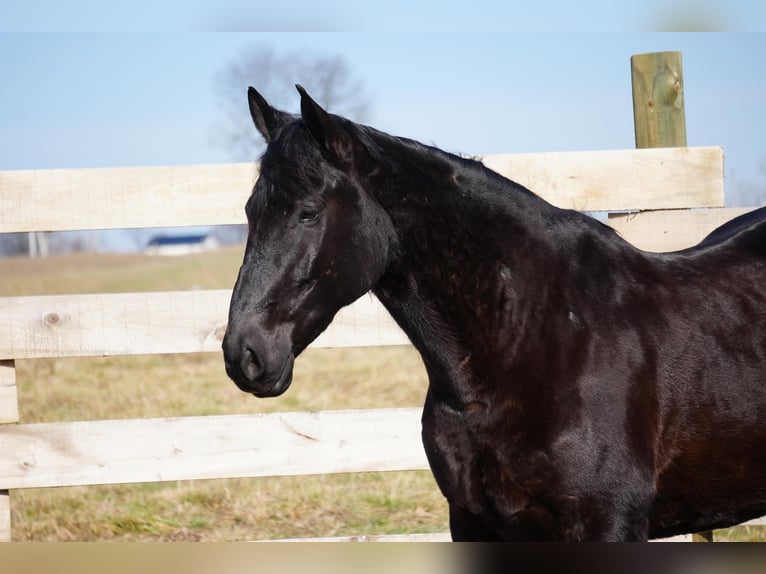 caballo de tiro Mestizo Caballo castrado 9 años 173 cm Negro in Fresno, OH