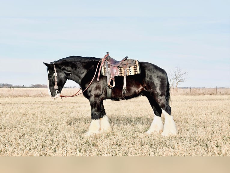 caballo de tiro Caballo castrado 9 años 173 cm Negro in Fairbanks IA