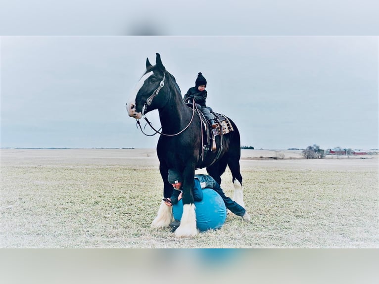 caballo de tiro Caballo castrado 9 años 173 cm Negro in Fairbanks IA