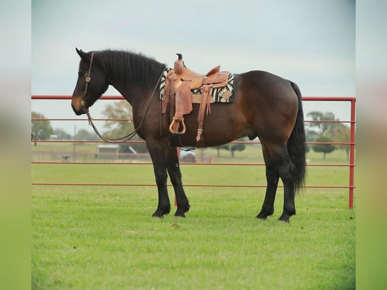 caballo de tiro Caballo castrado 9 años 173 cm Negro in Grand Saline