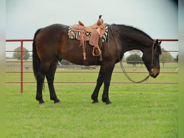 caballo de tiro Caballo castrado 9 años 173 cm Negro in Grand Saline