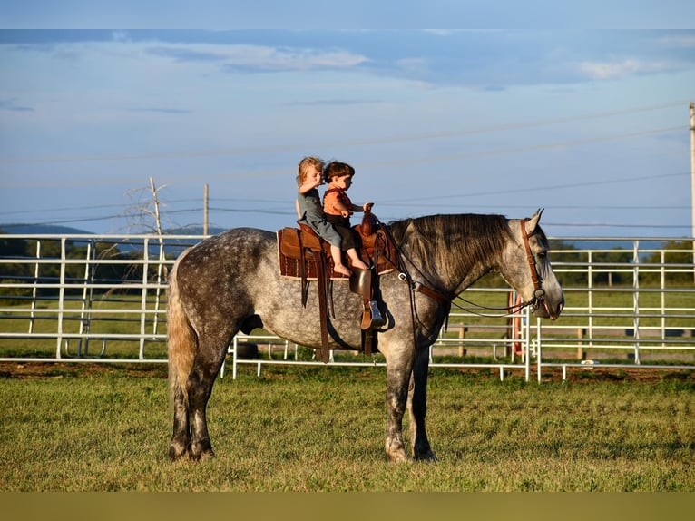 caballo de tiro Mestizo Caballo castrado 9 años 173 cm Tordo in Howard, PA