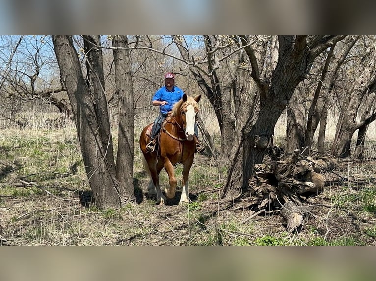 caballo de tiro Caballo castrado 9 años 183 cm Alazán rojizo in Valley Springs, SD