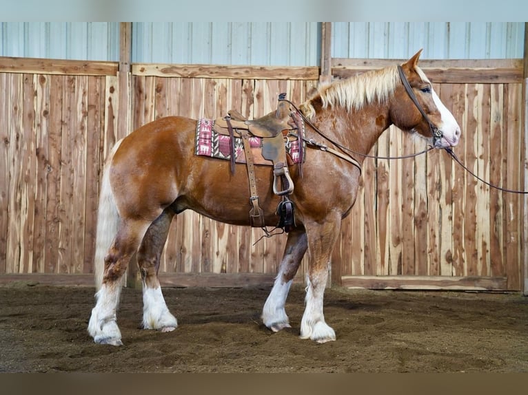 caballo de tiro Caballo castrado 9 años 183 cm Alazán rojizo in Valley Springs, SD