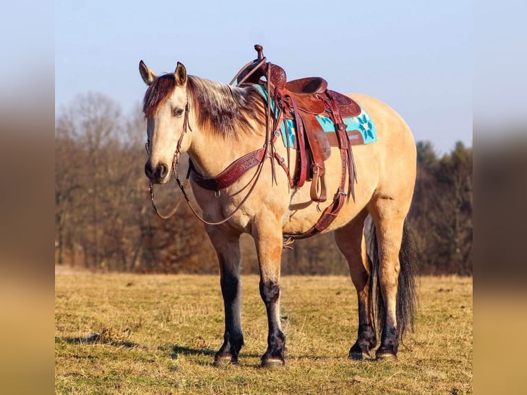 caballo de tiro Mestizo Caballo castrado 9 años Buckskin/Bayo in Shippenville, PA