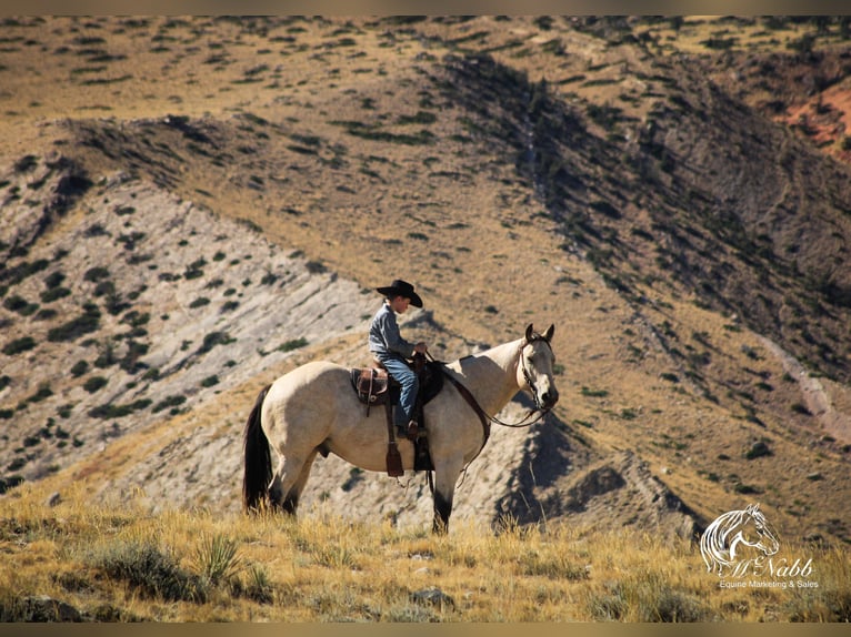 caballo de tiro Mestizo Caballo castrado 9 años Buckskin/Bayo in Cody