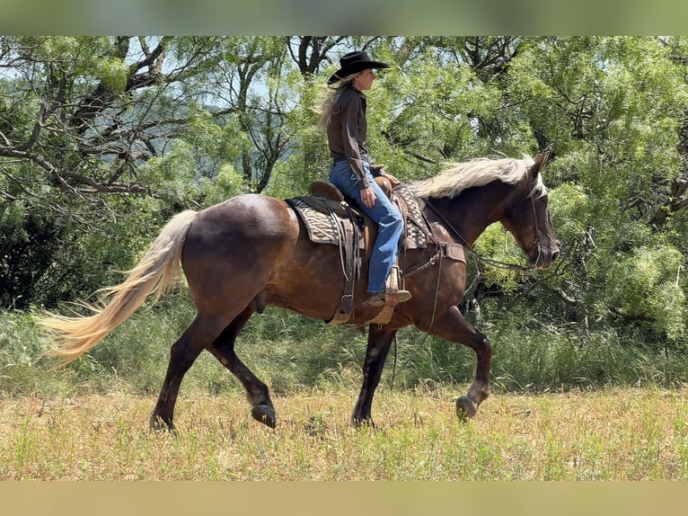 caballo de tiro Mestizo Caballo castrado 9 años  in Weatherford