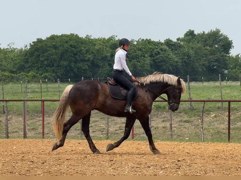 caballo de tiro Mestizo Caballo castrado 9 años  in Weatherford