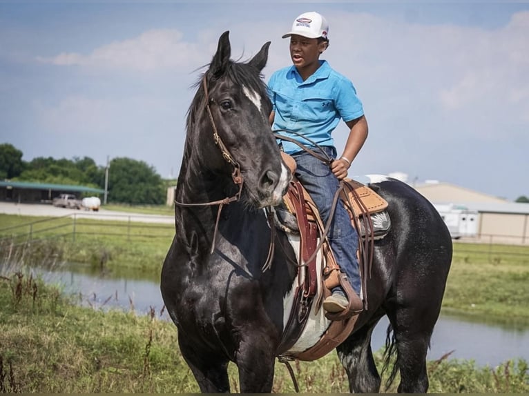 caballo de tiro Mestizo Caballo castrado 9 años in Kaufman, TX