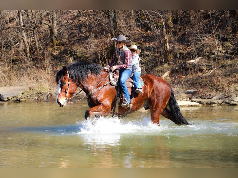 caballo de tiro Caballo castrado 9 años Castaño rojizo in Hillsboro KY