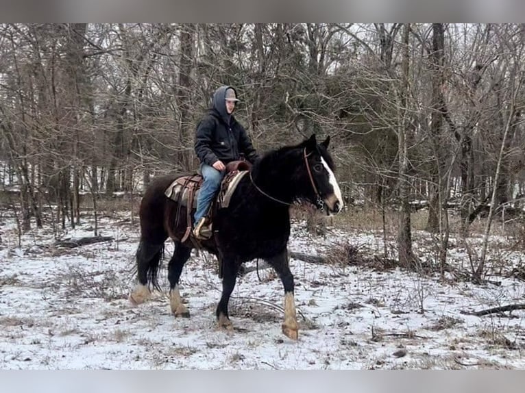 caballo de tiro Mestizo Caballo castrado 9 años Castaño rojizo in Watson, OK
