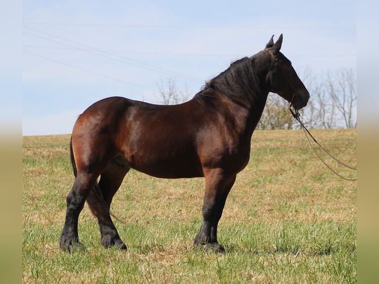 caballo de tiro Caballo castrado 9 años Castaño rojizo in Whitley city Ky