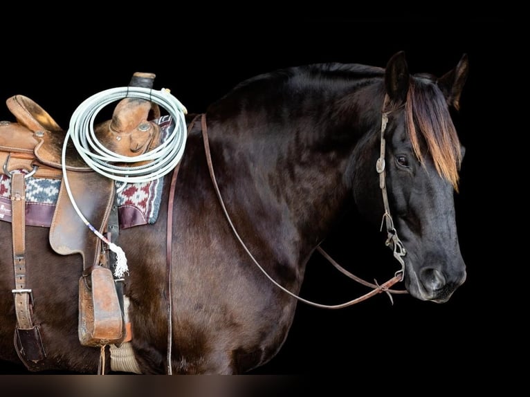 caballo de tiro Mestizo Caballo castrado 9 años Negro in Decorah, IA