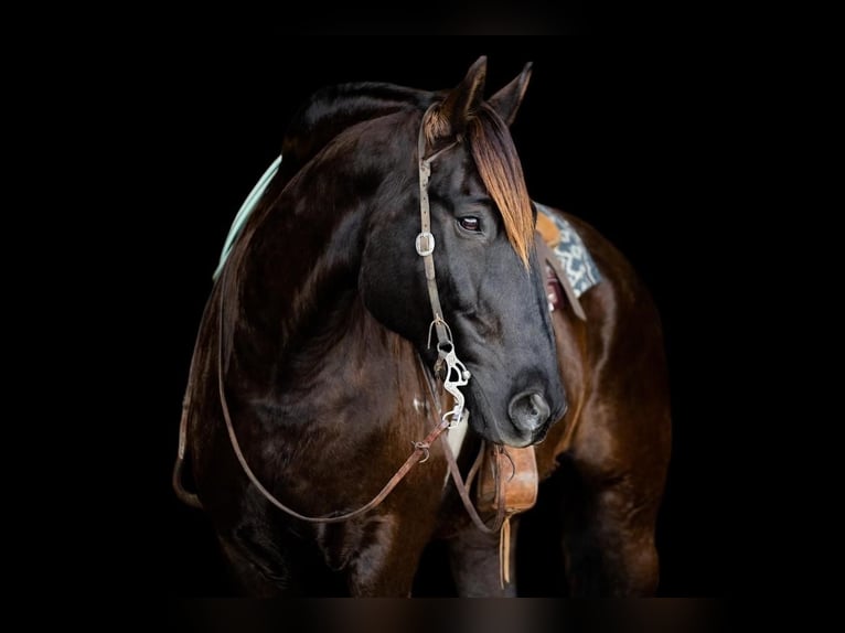 caballo de tiro Mestizo Caballo castrado 9 años Negro in Decorah, IA