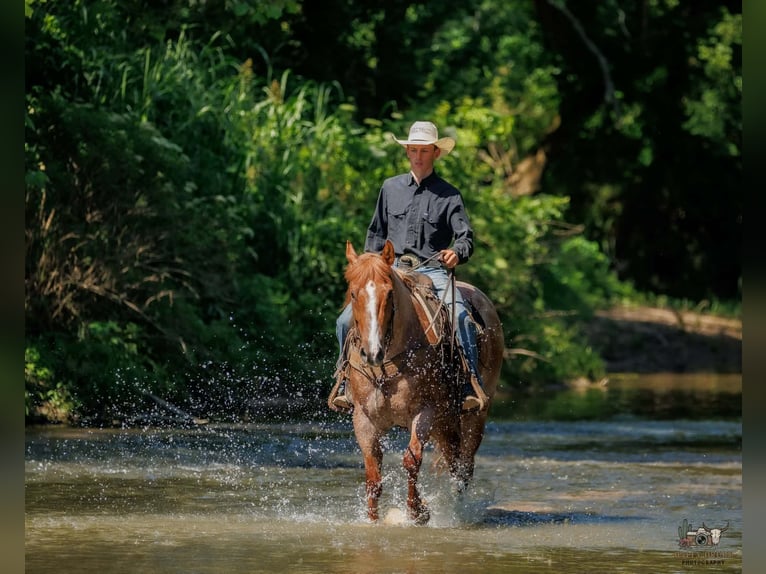 caballo de tiro Mestizo Caballo castrado 9 años Ruano alazán in Auburn