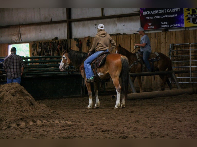 caballo de tiro Caballo castrado 9 años Sabino in Atlanta