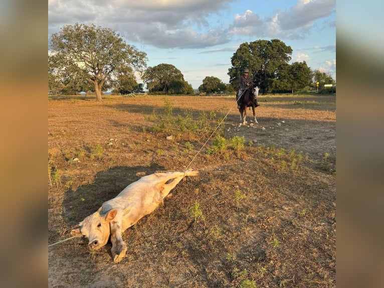 caballo de tiro Caballo castrado 9 años Sabino in Atlanta