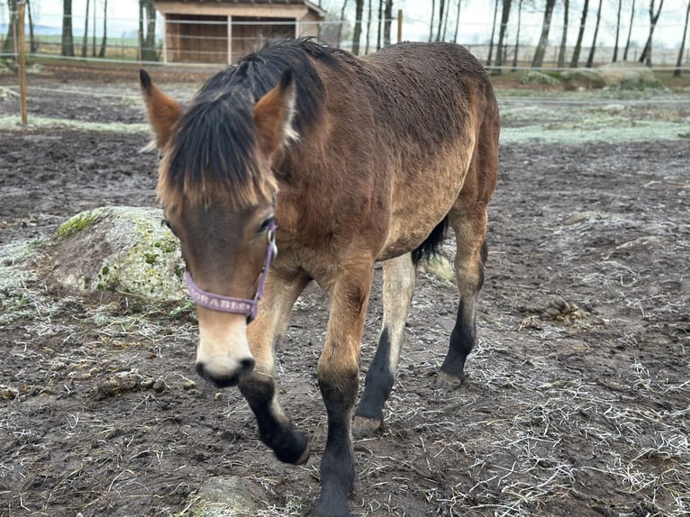 caballo de tiro Semental 1 año 145 cm Castaño in Kristianstad