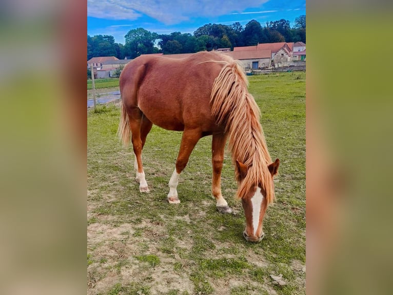 caballo de tiro Semental 1 año 155 cm Alazán in ABLAIN ST NAZAIRe