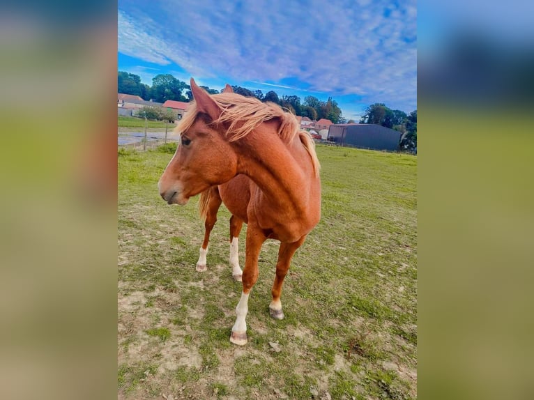 caballo de tiro Semental 1 año 155 cm Alazán in ABLAIN ST NAZAIRe