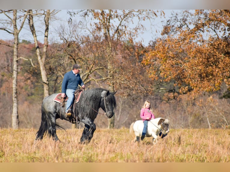 caballo de tiro Mestizo Semental 4 años 165 cm Ruano azulado in Mount Vernon