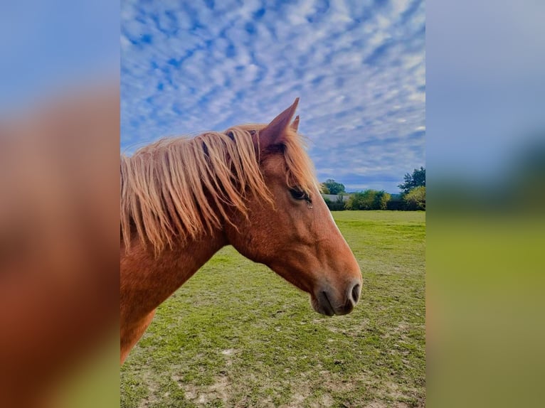 caballo de tiro Semental Potro (01/2024) 155 cm Alazán in ABLAIN ST NAZAIRe