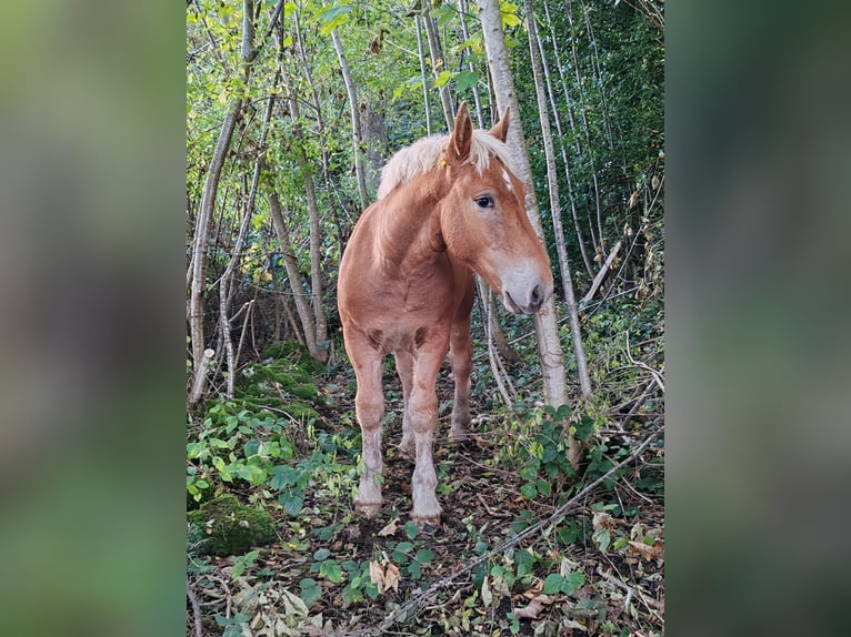 caballo de tiro Semental Potro (05/2024) Alazán in Mont De Vougney