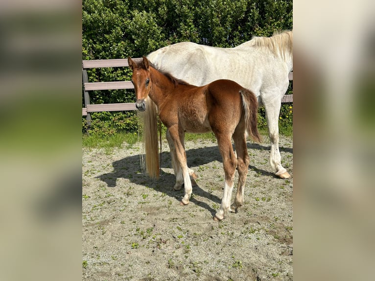 caballo de tiro Semental Potro (04/2024) Alazán-tostado in Clare