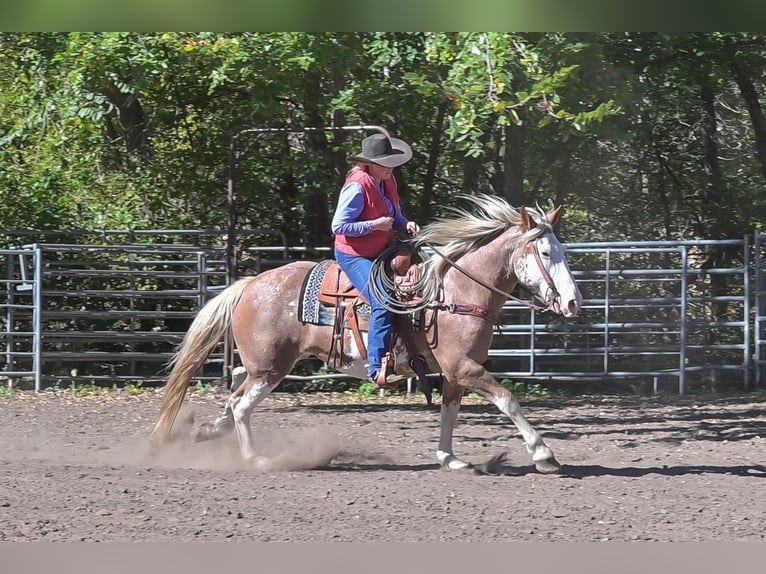 caballo de tiro Mestizo Yegua 10 años 163 cm Sabino in Hastings